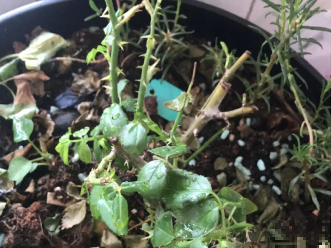 虫子再不杀，花都要死了，活不过今年！