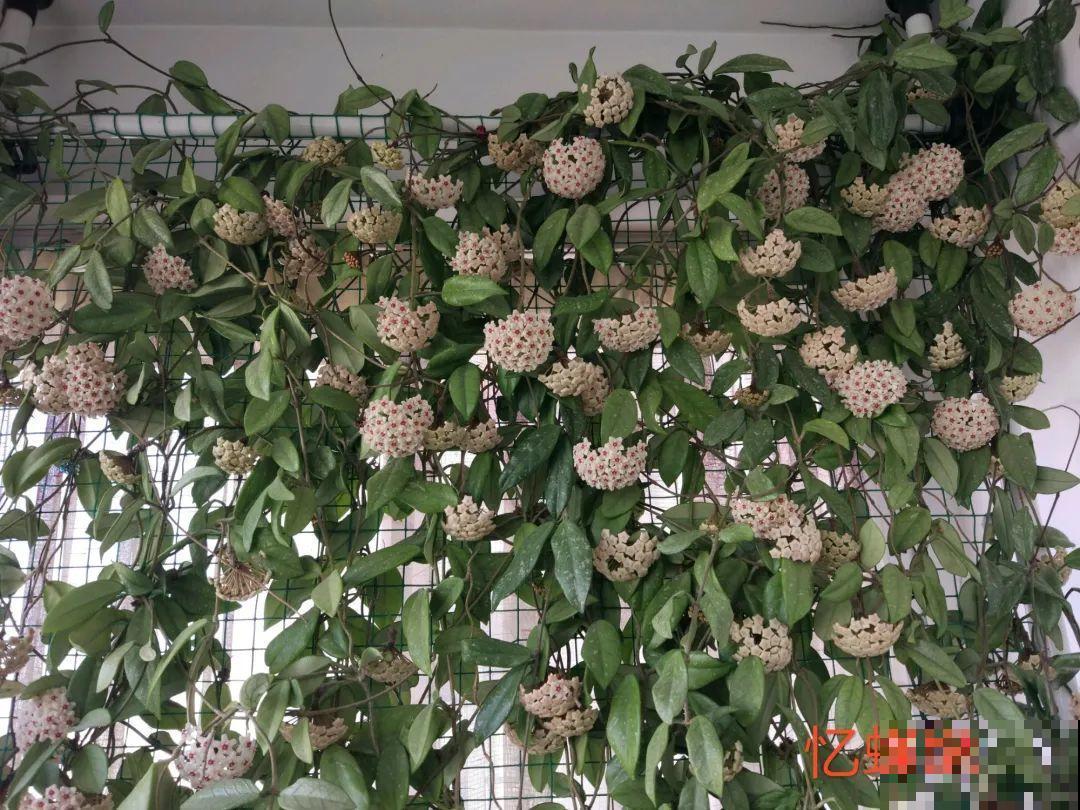 家里养棵球兰，开花漂亮，香味浓郁