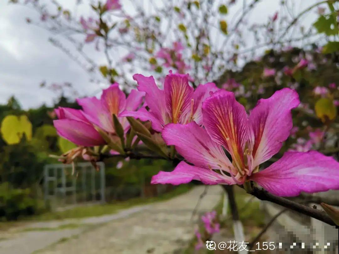 你在哪个城市，最适合养的花就是它！