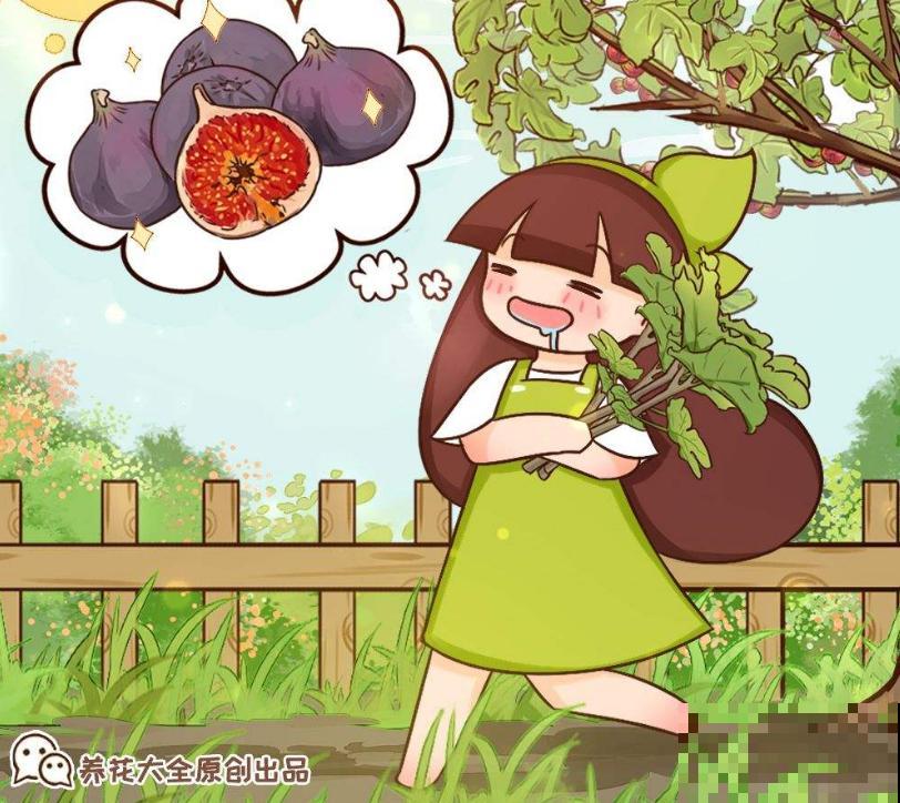 想吃无花果别着急，学会嫁接，一根枝条变一树果子！