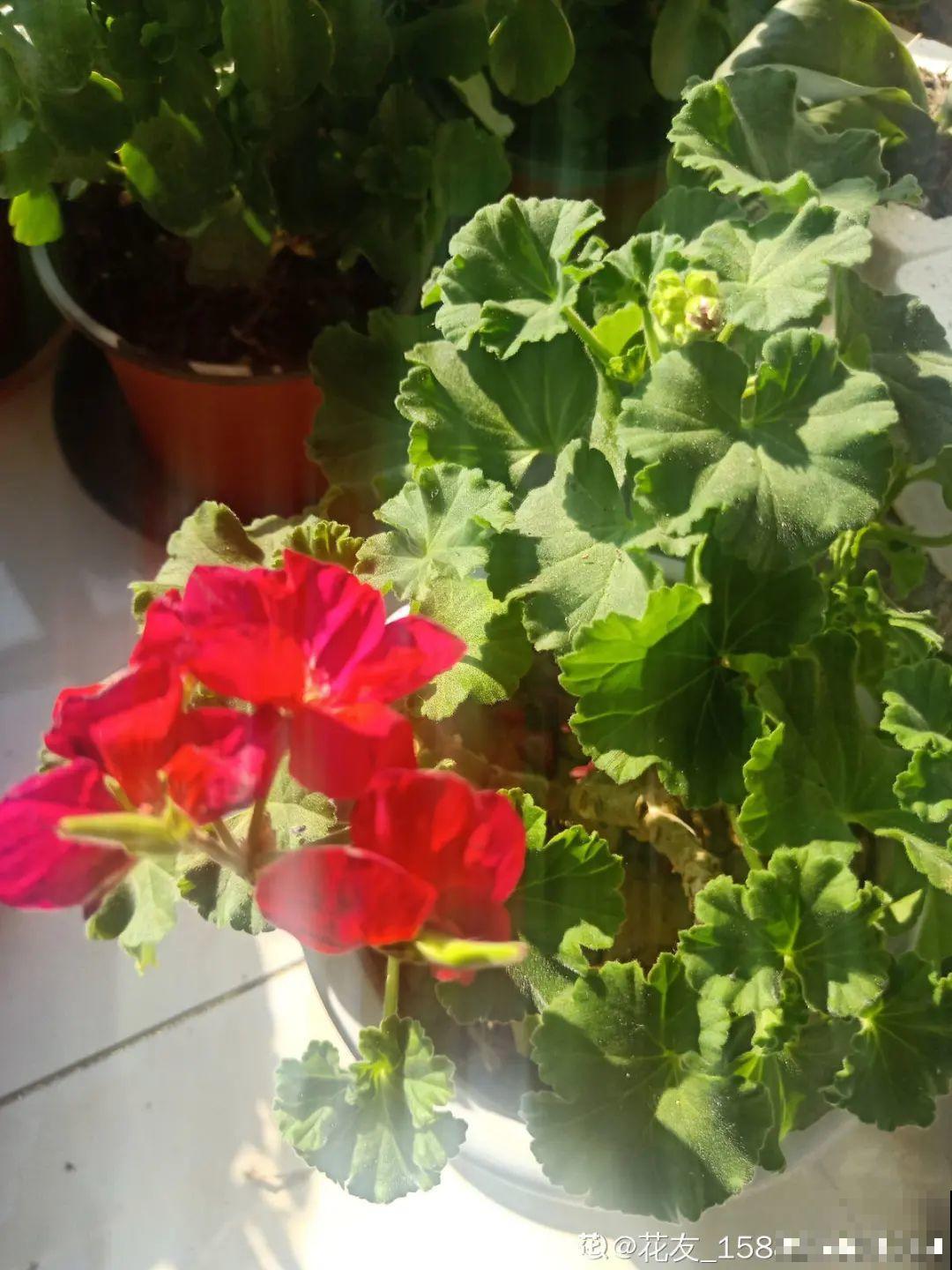 15种花，开完花就结种子，千万别丢掉