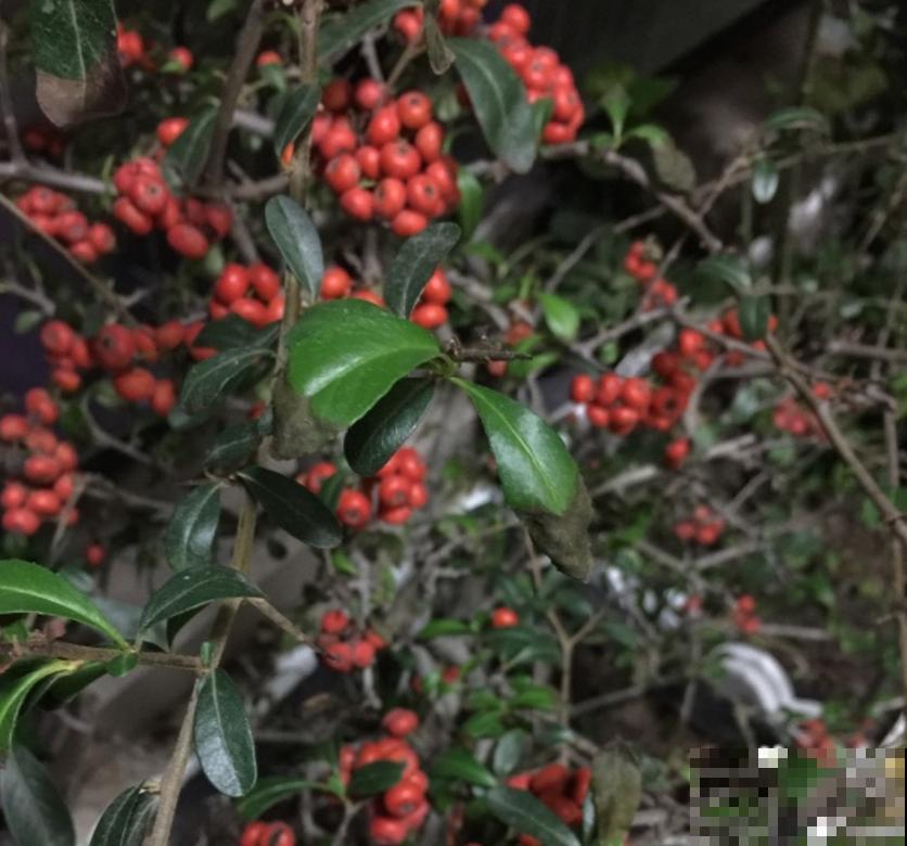 火棘盆景好制作，剪根枝条就能行，零成本，高回报！