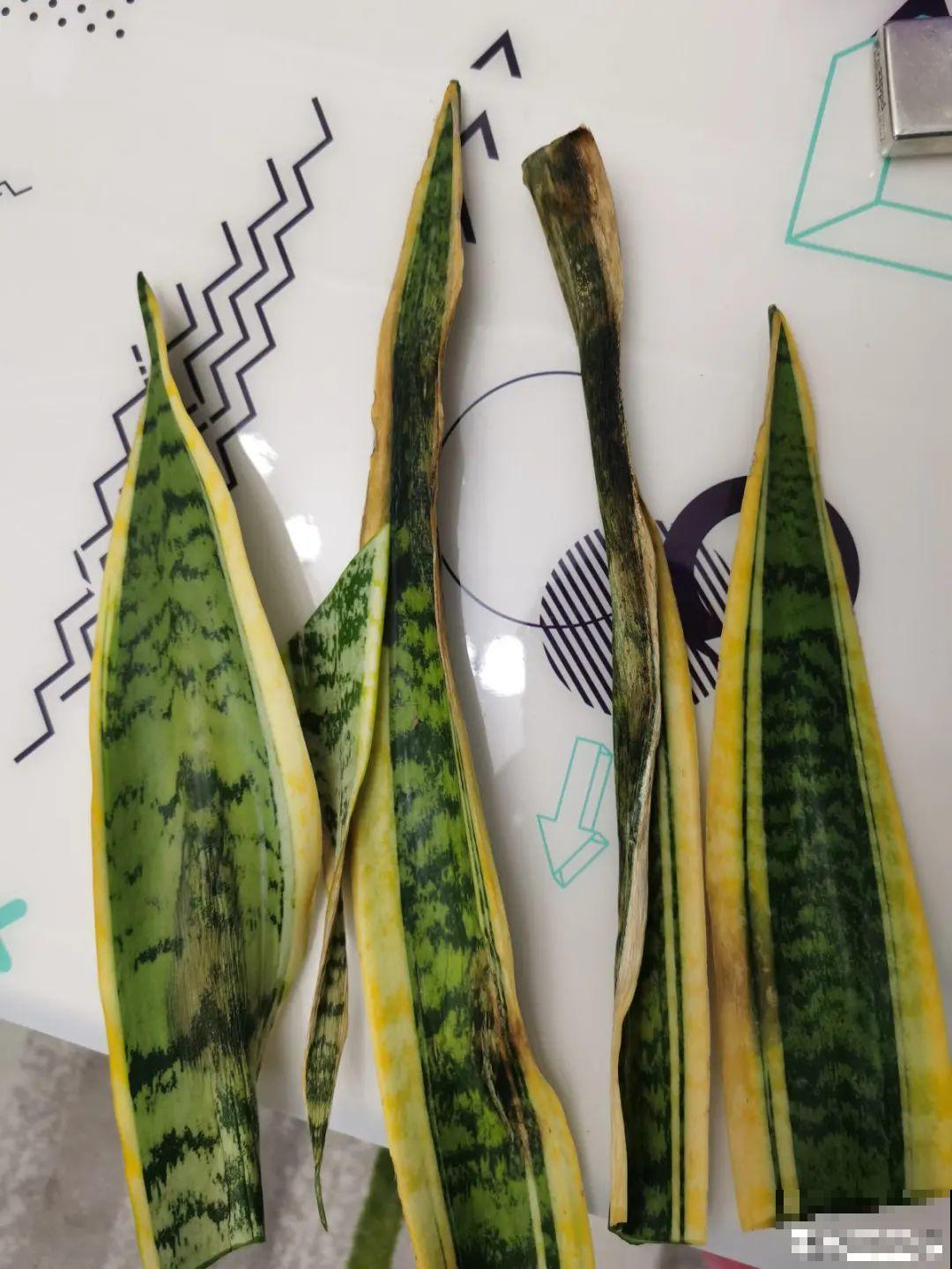 冬天扦插，只用一张塑料薄膜，就能长出小嫩芽