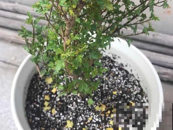 掉叶子第一名,10种花养成光杆,竟然还活着! 掉叶子第一名,10种花养成光杆,竟然还活着!