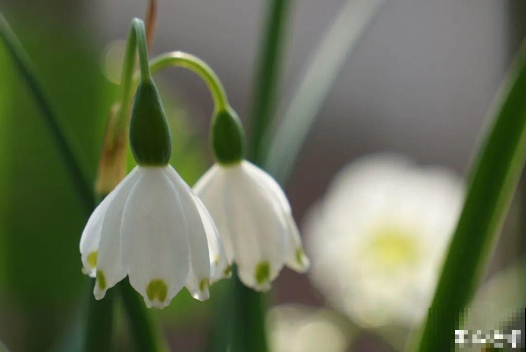 50种冬天开花植物,天冷了,照样冒花苞! 50种冬天开花植物,天冷了,照样冒花苞!