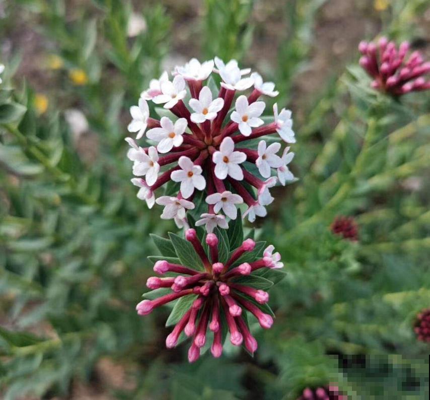 令人闻风丧胆的狼毒花，一身毒性，常用来做杀虫剂！