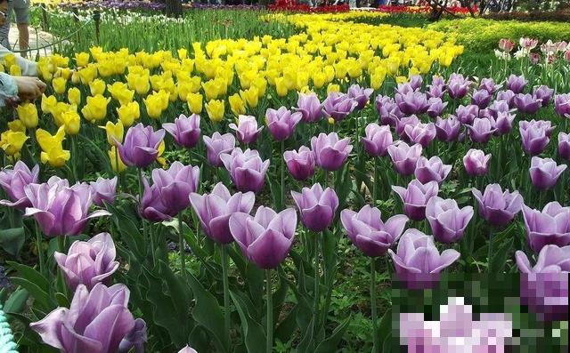 家里养了猫咪，这6种花不能在家养，不然惹来大麻烦！