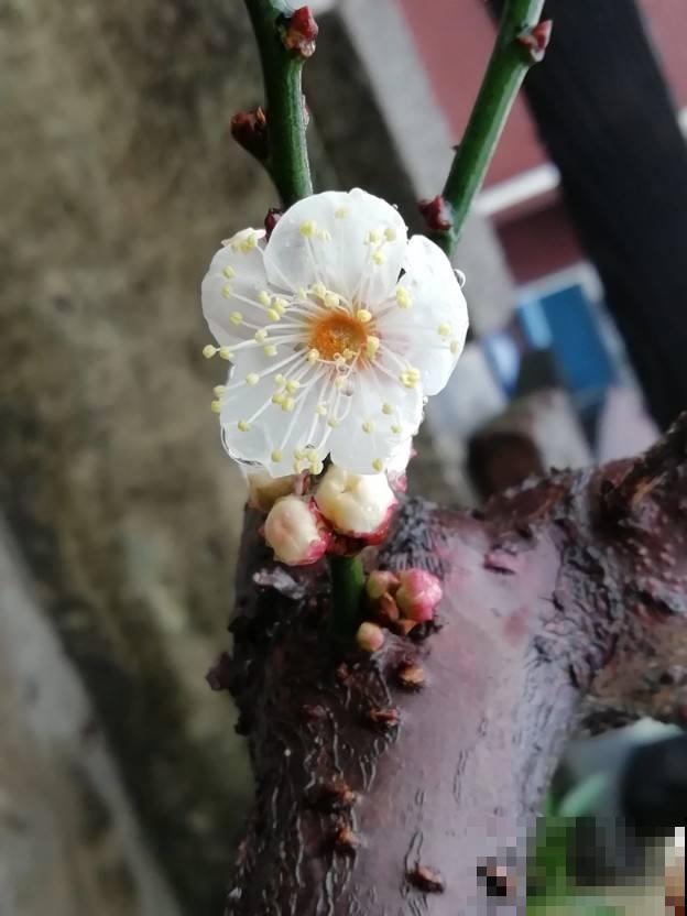 梅花口碑两极分化，有的人觉得是“霉运花”，其实它是“五福花”