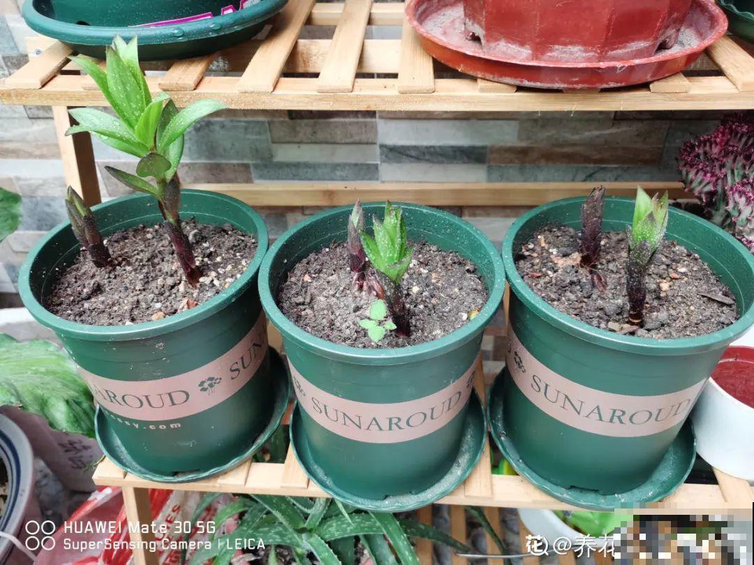 7种花冬天要休眠，看着好像枯死了，千万别丢掉