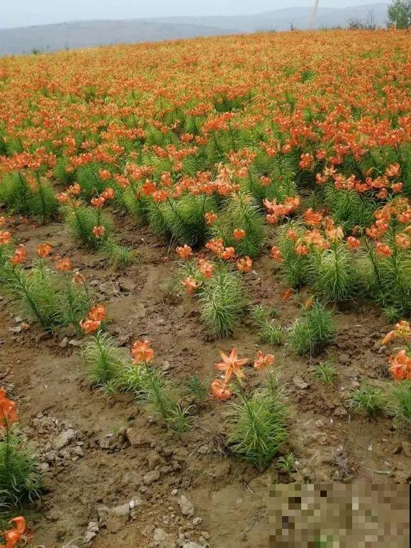 家养的花，开败之后还能炖，一点也不亏