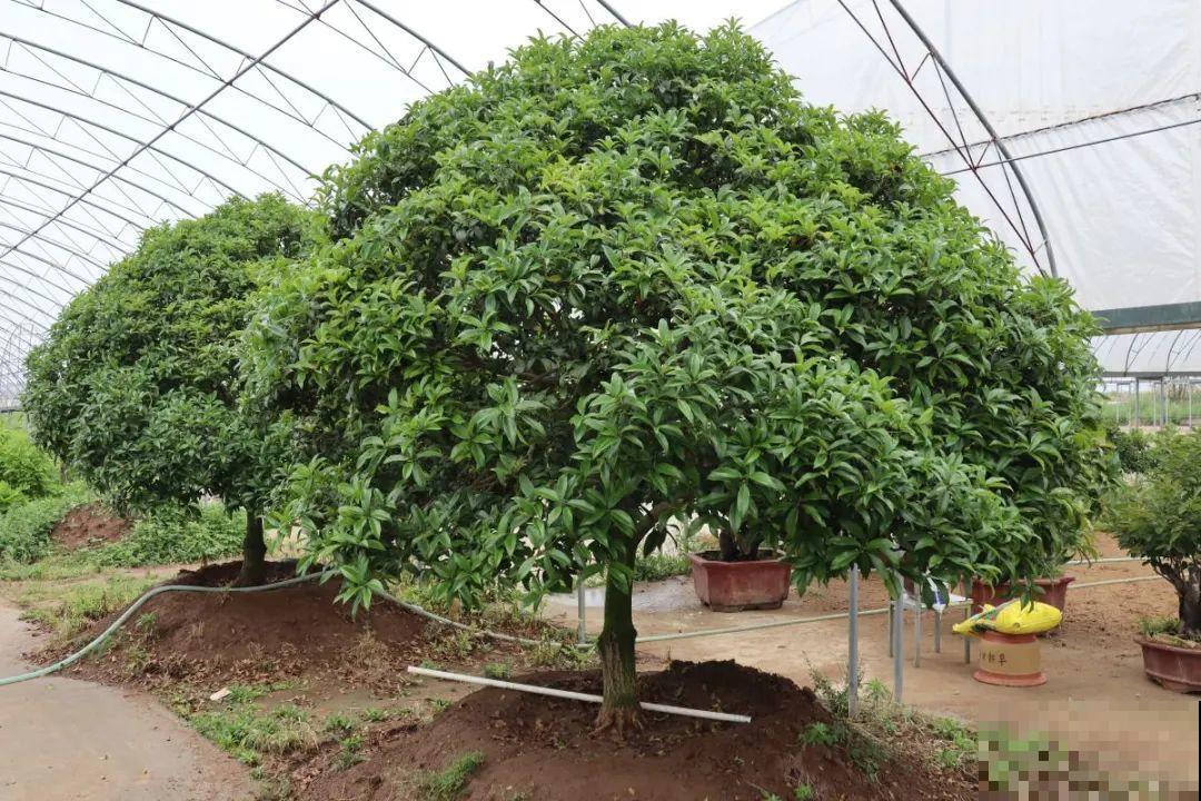 50年的桂花树,卖了5万块钱,大家觉得值吗? 50年的桂花树,卖了5万块钱,大家觉得值吗?