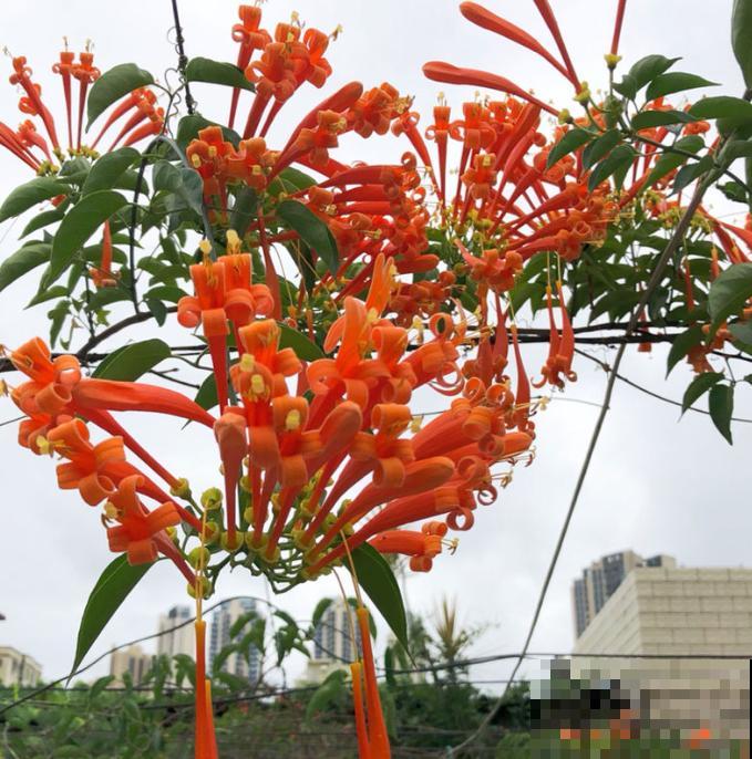 植物命名的5种方式,新奇有趣! 植物命名的5种方式,新奇有趣!