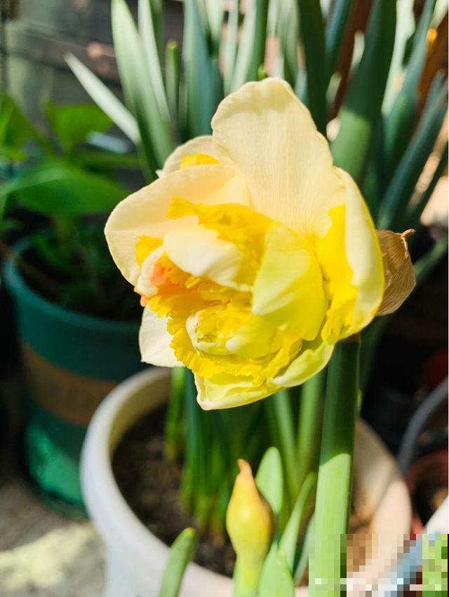 家里养了猫咪，这6种花不能在家养，不然惹来大麻烦！