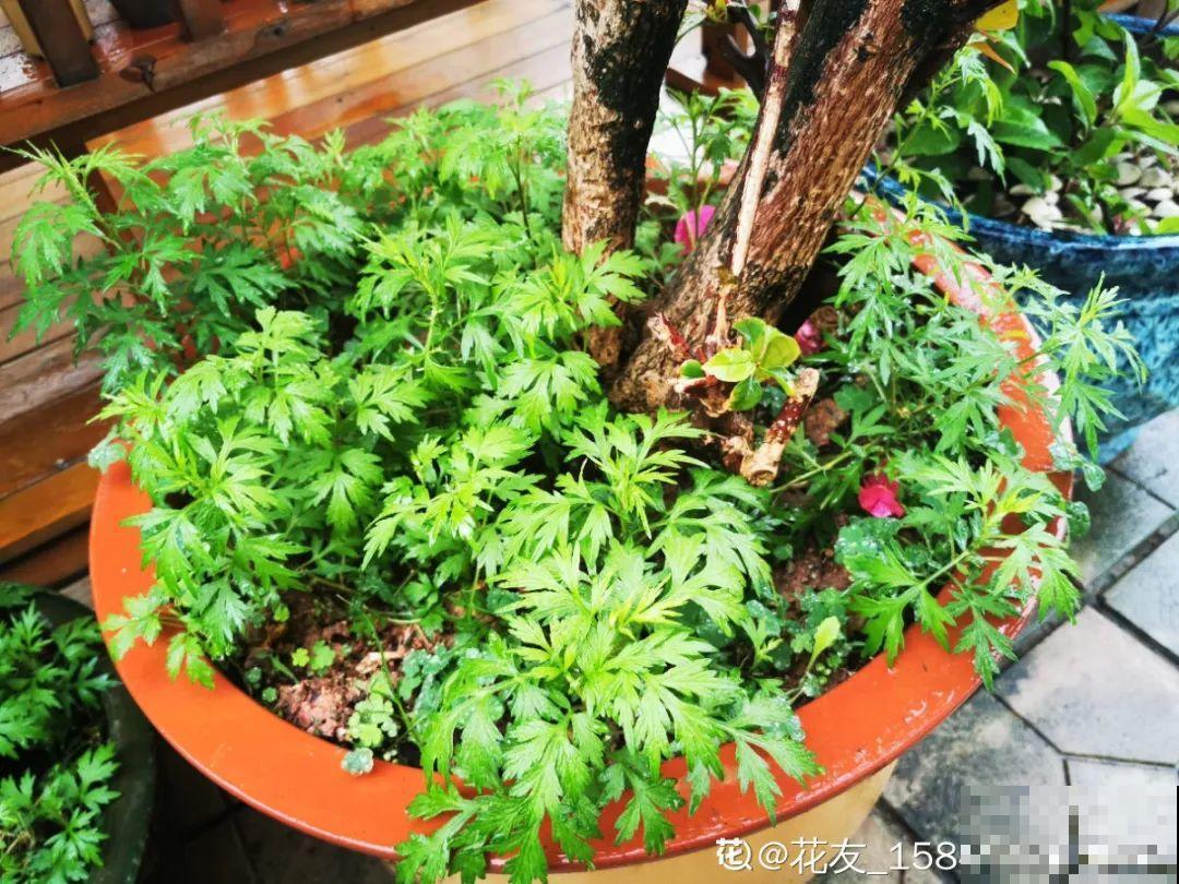 7种花,是天然染色剂,在古代非常名贵! 7种花,是天然染色剂,在古代非常名贵!
