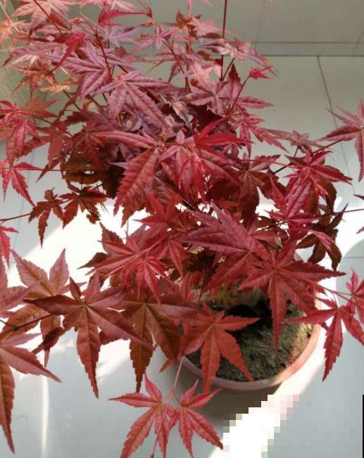 红舞姬红叶变绿，是养护不到位，从这4点找原因！