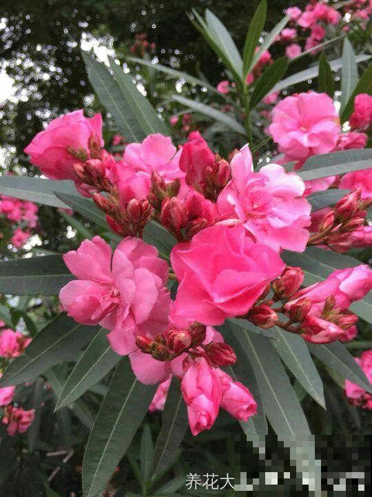 家里养了猫咪，这6种花不能在家养，不然惹来大麻烦！