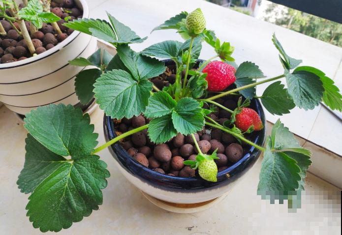 秋天定植盆栽草莓，养一养，过不了多久就挂果，馋！