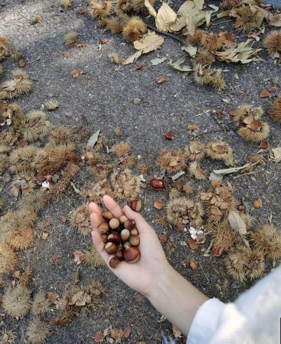 秋天野果都熟了，抓一把塞嘴里，太好吃了！