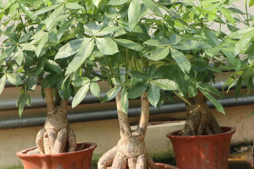 小盆养花好，大盆养花死，真准！