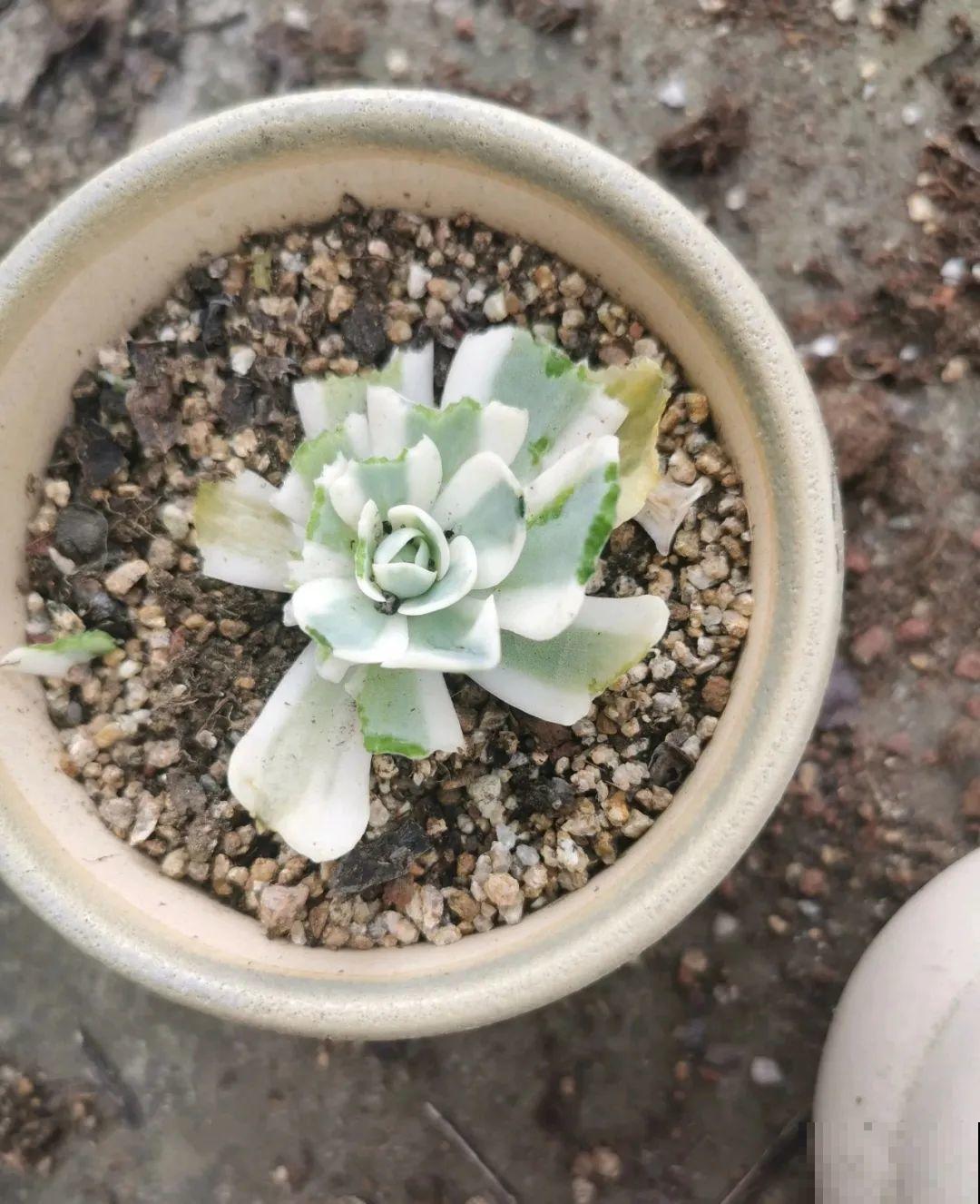 叶子被狗啃光了,还能不能活?糟心! 叶子被狗啃光了,还能不能活?糟心!