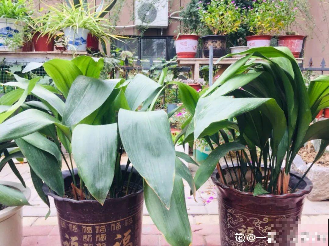 适合懒人养的花，勤快一点就养不好，懒养呼呼长