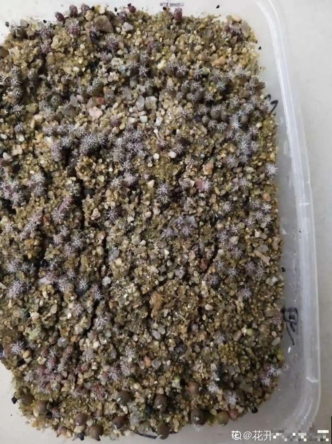 15种花，开完花就结种子，千万别丢掉