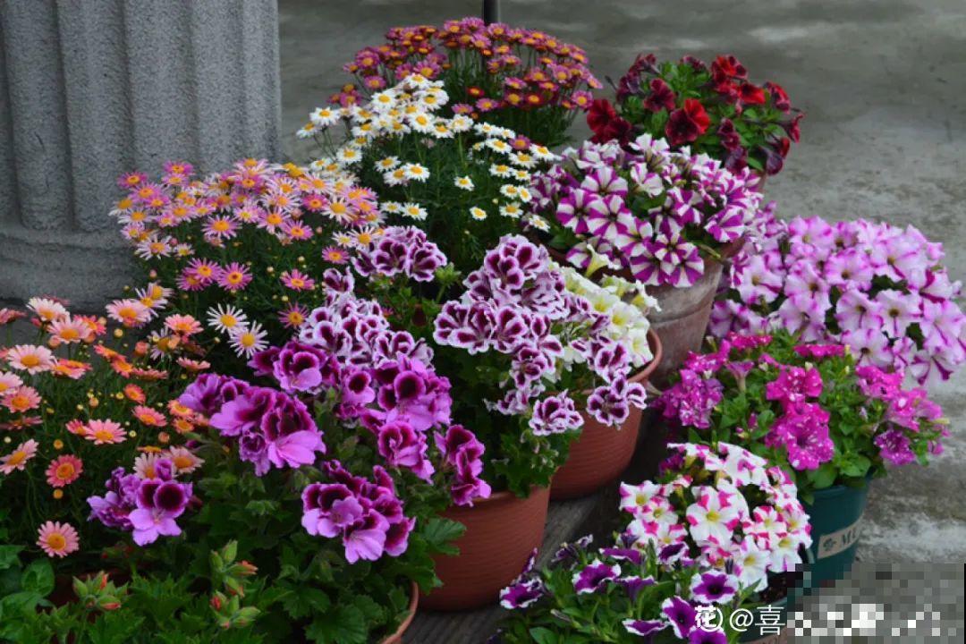 秋天开始降温了,9种花放外面冻一冻,开出饱满大花球 秋天开始降温了,9种花放外面冻一冻,开出饱满大花球
