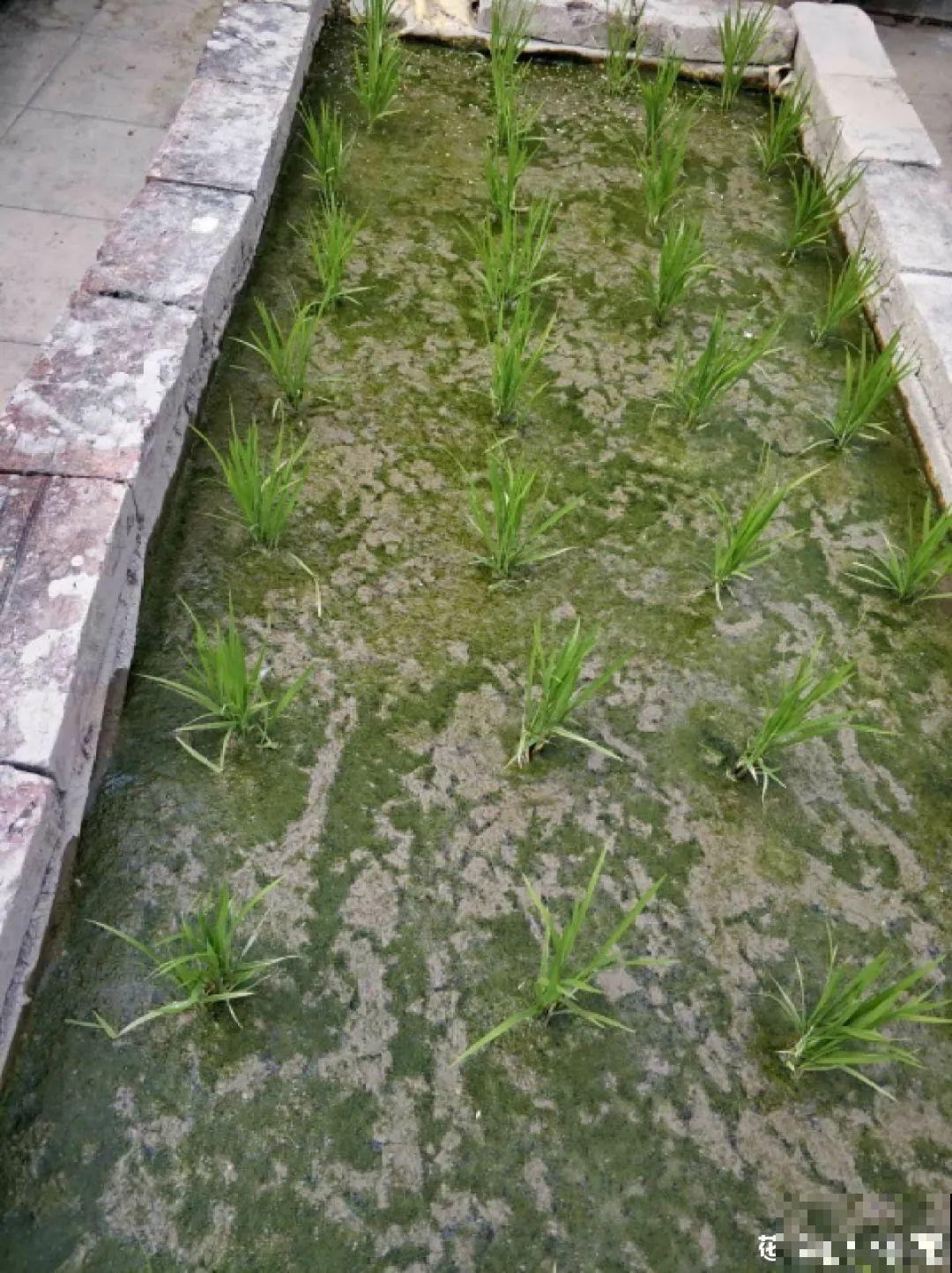 爸妈的楼顶小菜园，自给自足，吃不完的送我了！