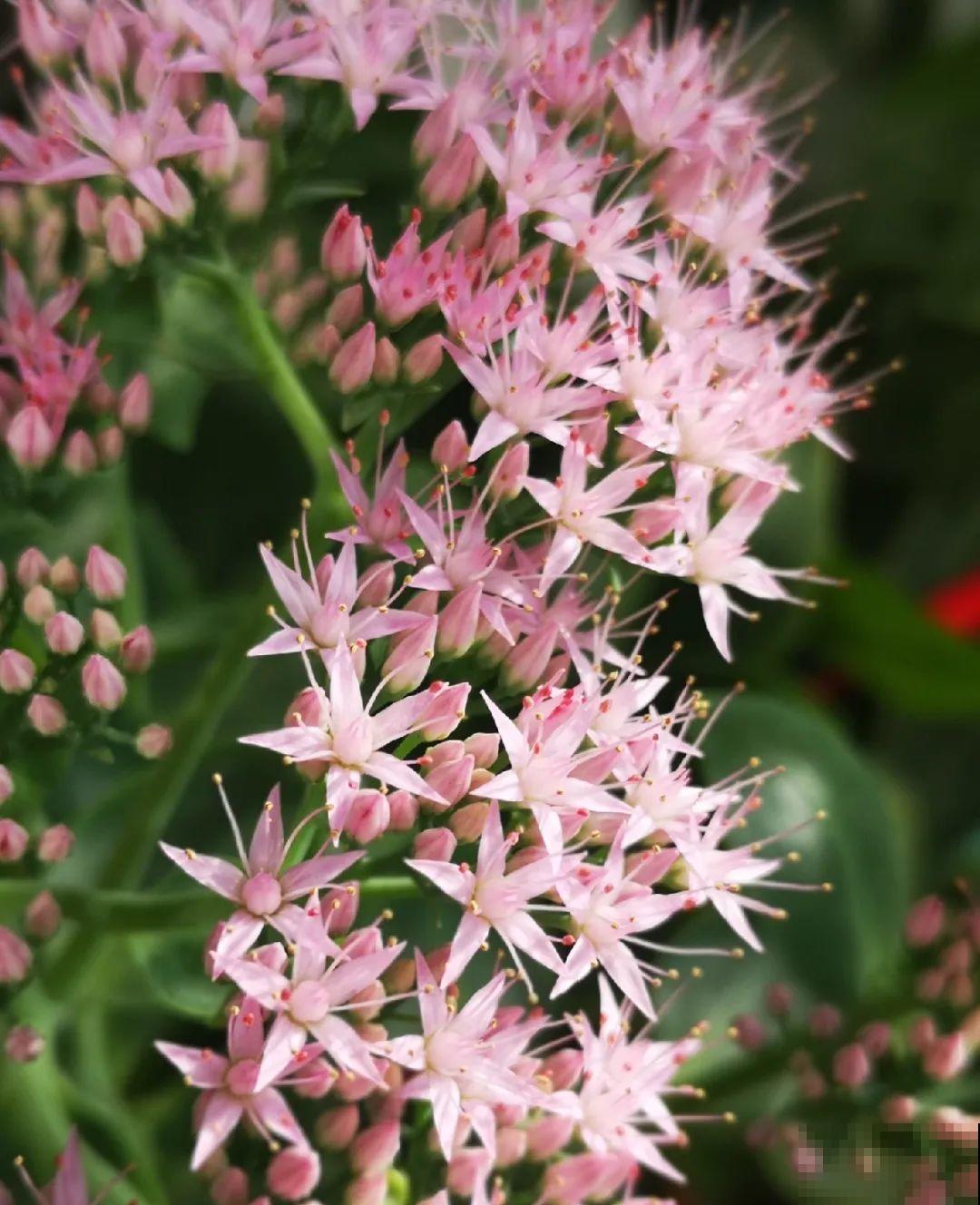 白菜在家养了8年,养成了老桩,长得可旺盛! 白菜在家养了8年,养成了老桩,长得可旺盛!