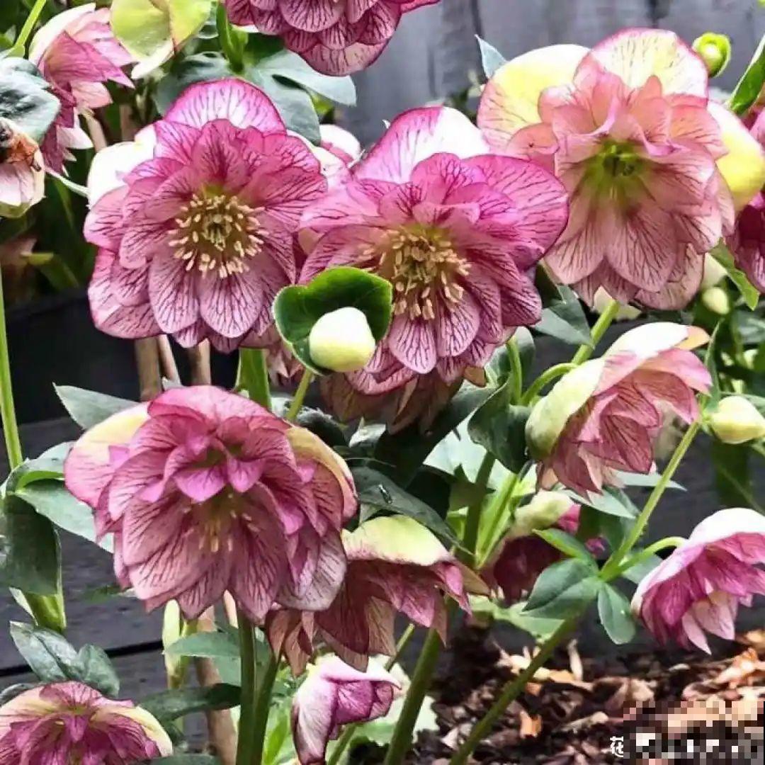 50种冬天开花植物,天冷了,照样冒花苞! 50种冬天开花植物,天冷了,照样冒花苞!