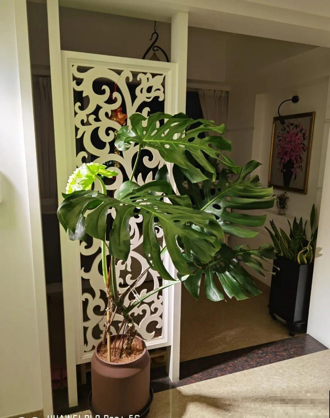 15种镇宅花，家里摆一盆，镇宅旺运超霸气！