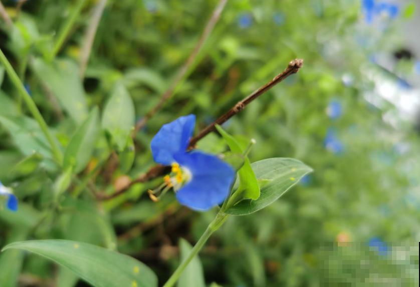蓝紫色“精灵”鸭跖草,似蝴蝶花间飞舞,仙气十足! 蓝紫色“精灵”鸭跖草,似蝴蝶花间飞舞,仙气十足!