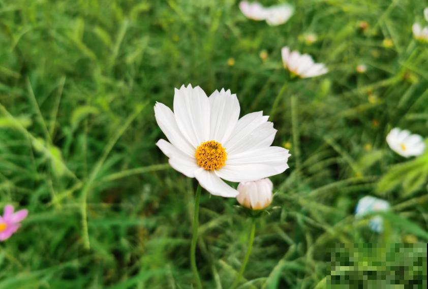 波斯菊很讲究,水肥不到位,光长个子不开花! 波斯菊很讲究,水肥不到位,光长个子不开花!
