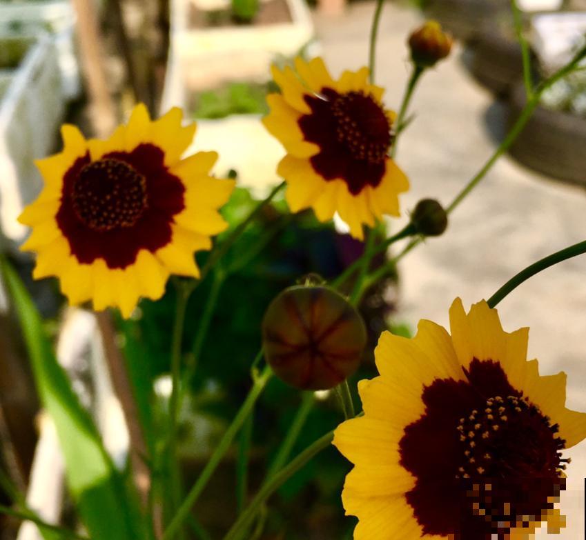 金鸡菊花期长,扔几粒种子,能开小半年! 金鸡菊花期长,扔几粒种子,能开小半年!