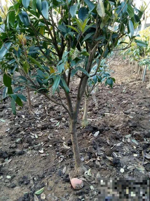 大螃蟹做花肥,秋天大补,花吃完就疯长了! 大螃蟹做花肥,秋天大补,花吃完就疯长了!