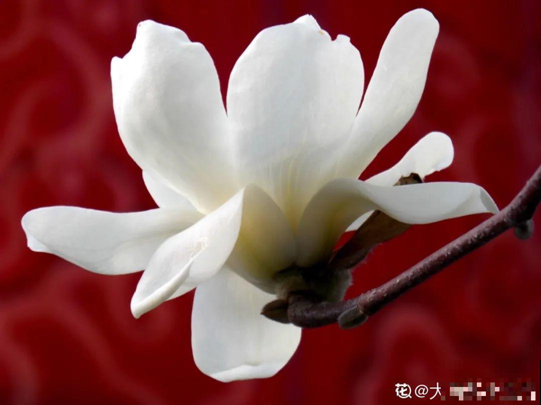 你在哪个城市，最适合养的花就是它！