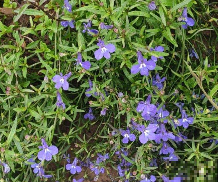 秋季种棵六倍利，很快就开花，花朵撑破盆！