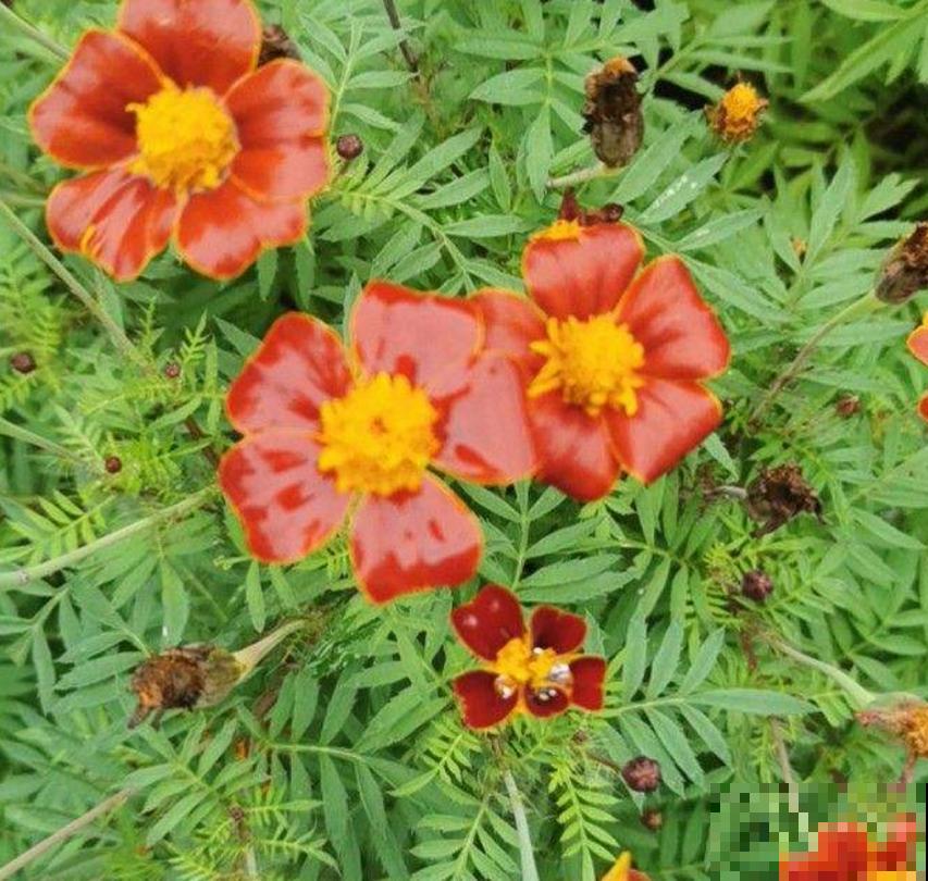 新手可养孔雀草,省心好养活,栽土里就长! 新手可养孔雀草,省心好养活,栽土里就长!