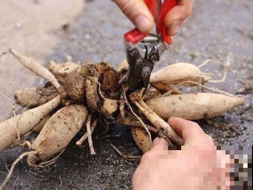 进入11月，大丽花要挖出来，明年春天再种！