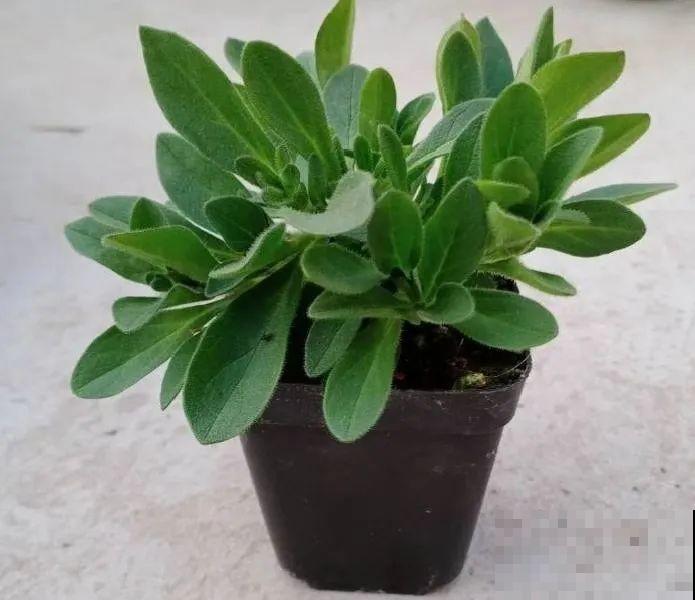 小盆养花好，大盆养花死，真准！