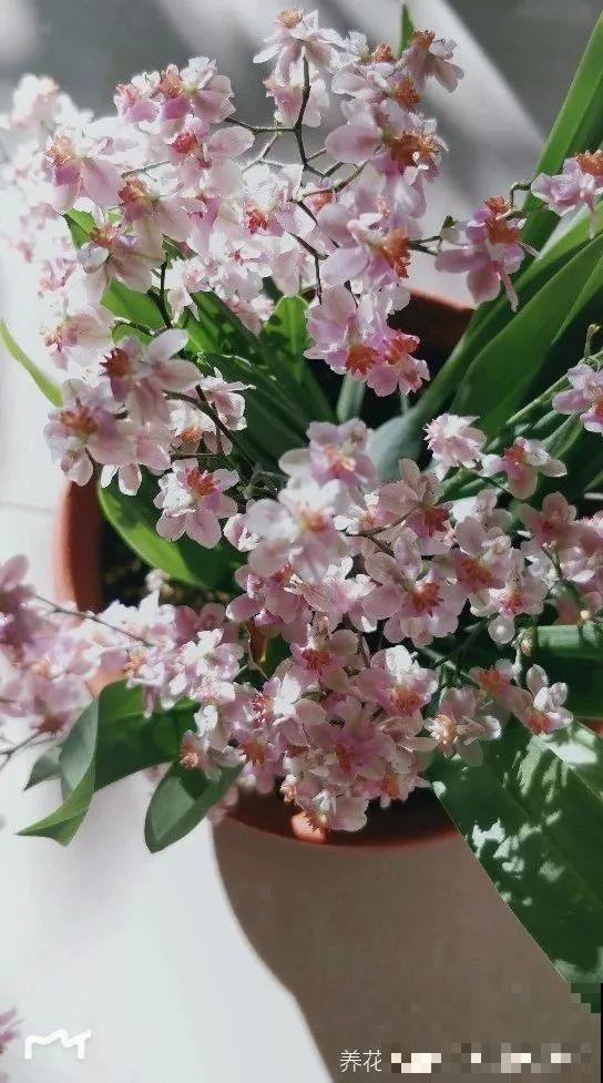 10月养花掐一掐,掐完就来花,盆都塞不下! 10月养花掐一掐,掐完就来花,盆都塞不下!