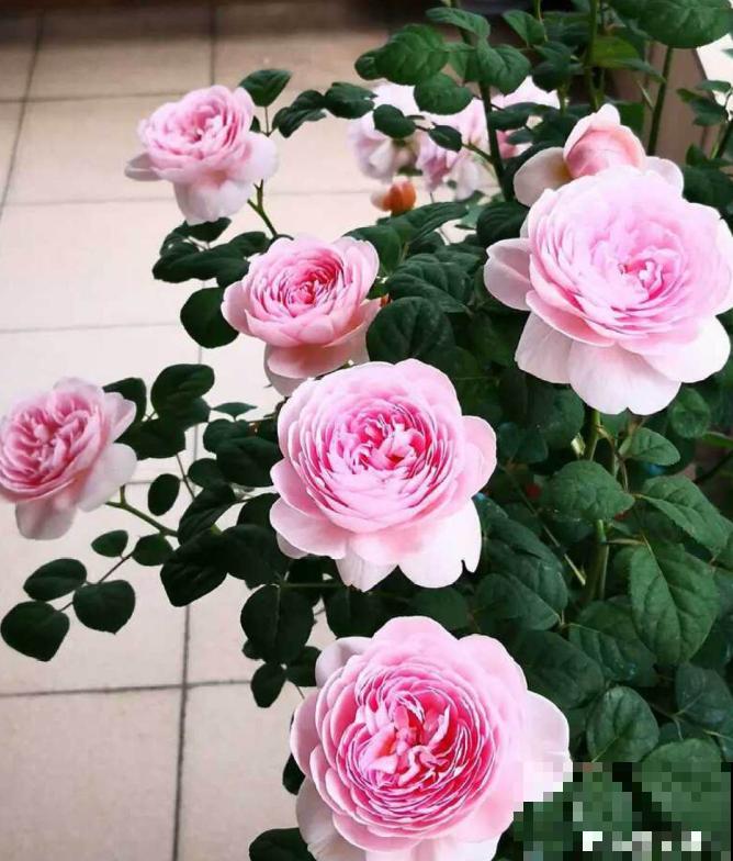 月季开花多与少,全看秋冬会不会养,2个工作要做好! 月季开花多与少,全看秋冬会不会养,2个工作要做好!