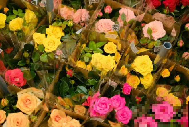 这花看一眼就爱上，年年死，但年年都想买！