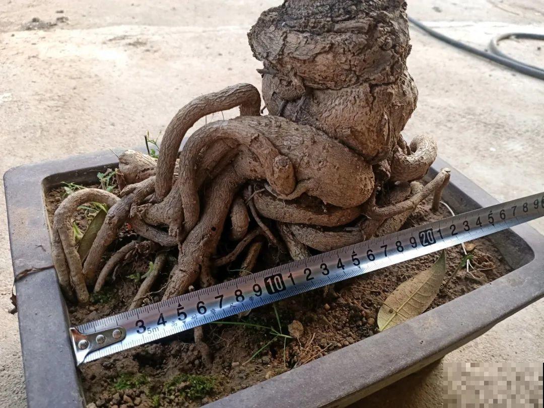 这种花就欠“拽”，没事拽拽根，变成老桩美到爆！