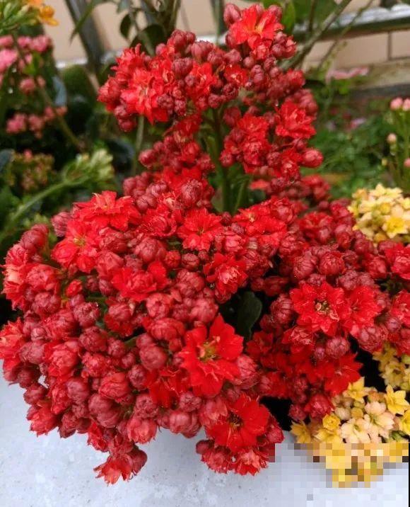 长寿还是地栽长得肥，皮实好养，满头都是花苞