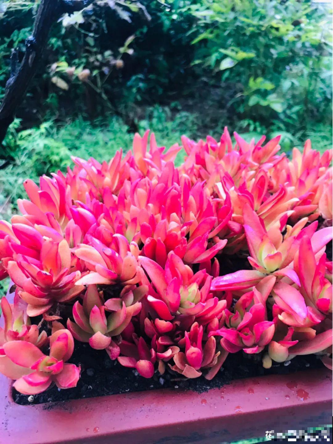 越晒越美的花，扔太阳底下晒着，红红的特好看！