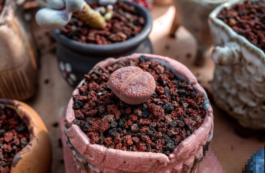 多肉配土有讲究，灵活调配比例，不能“死搬教条”！