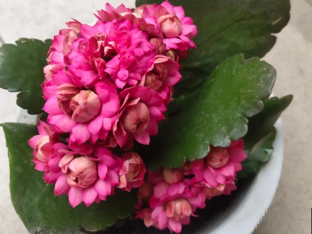 50种冬天开花植物,天冷了,照样冒花苞! 50种冬天开花植物,天冷了,照样冒花苞!