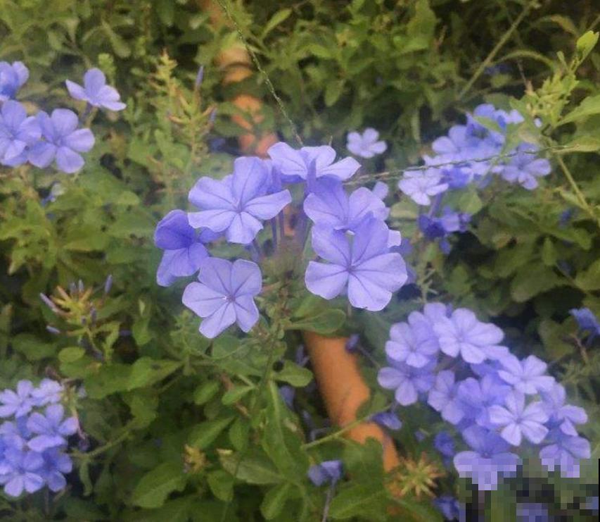 花卉保温有妙招,动一动小手,再降温也不怕! 花卉保温有妙招,动一动小手,再降温也不怕!