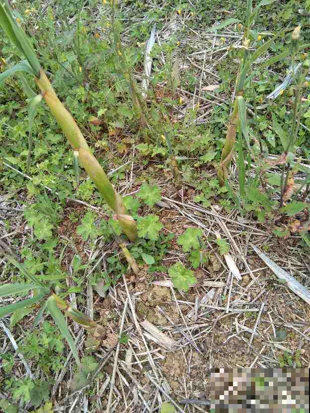 “竹根土”是养花好东西，透气效果特好，养根不烂茎